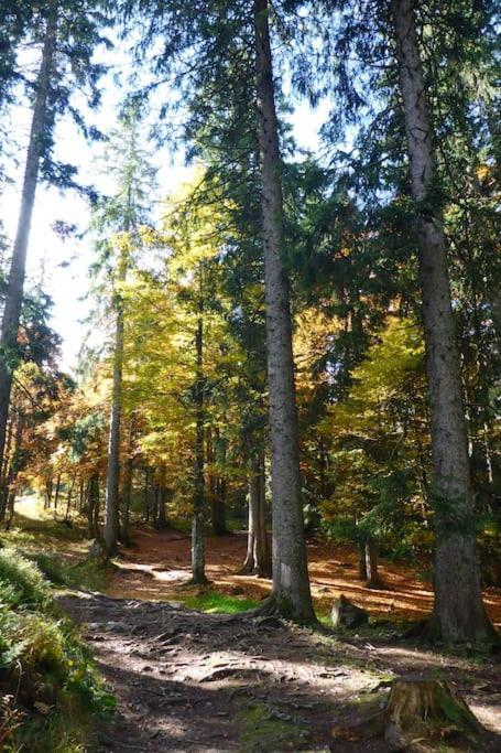 Schog * Todtnau